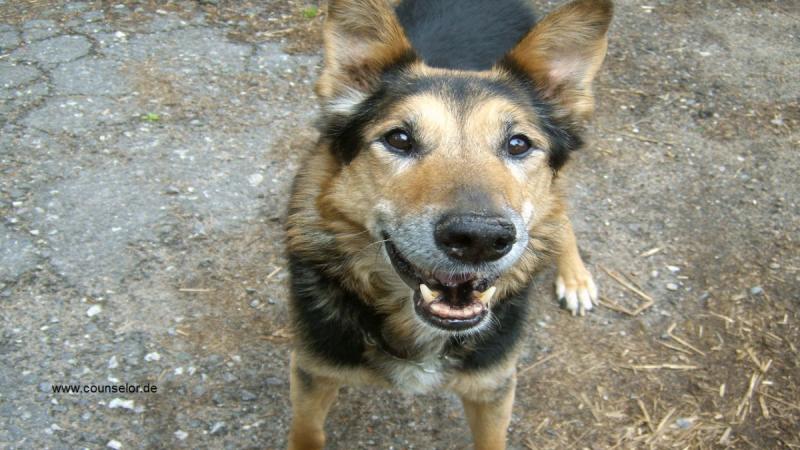 Schäferhund vom Steuerberater